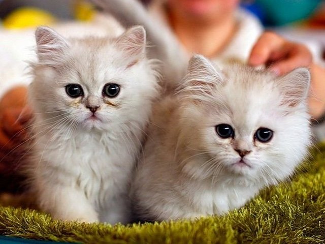 Породы кошек в Изобильном | ЗооТом портал о животных
