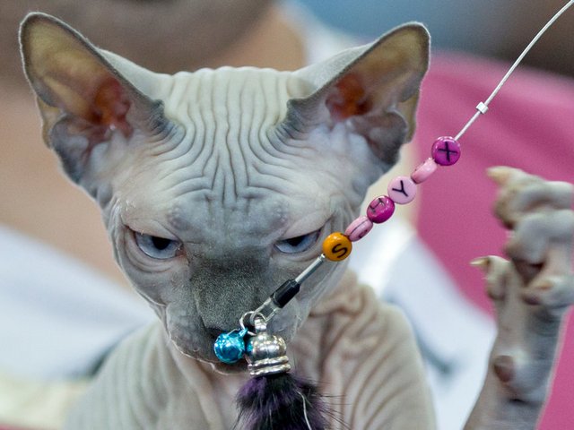 Выставки кошек в Изобильном | ЗооТом портал о животных