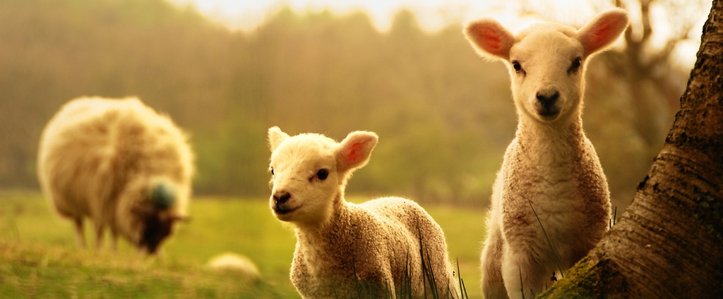 Объявления о сельскохозяйственных животных | ЗооТом - продажа, вязка и услуги для животных в Изобильном