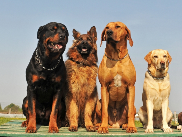 Крупные породы собак в Изобильном | ЗооТом портал о животных